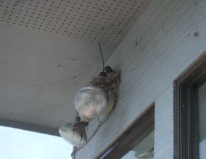 ＬＸ５７０・入庫　Ａ５・入庫　キャデラック・ドアミラーペイント　ＰＴクーザー・入庫