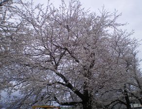 桜満開　グラチェロＳＲＴ・完成　ボイジャー・ルーフ交換　パトリオット・入庫