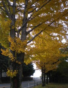 ラングラー・完成　パトリオット・入庫　カルディナ・塗装準備