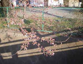 桜の開花状況 ティーダ メルセデスエアロ レガシィエンジンカバー