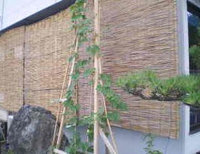 グリーンカーテン ゴーヤ スパム