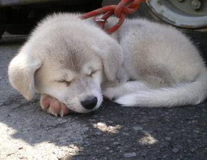 アルファード・完成　ラングラー・検査準備　マークX・入庫　赤ラングラー・リヤメンバーサフェーサ、クォータパネルカット　